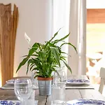 Spacious Apartment With Big Terrace At Colosseum