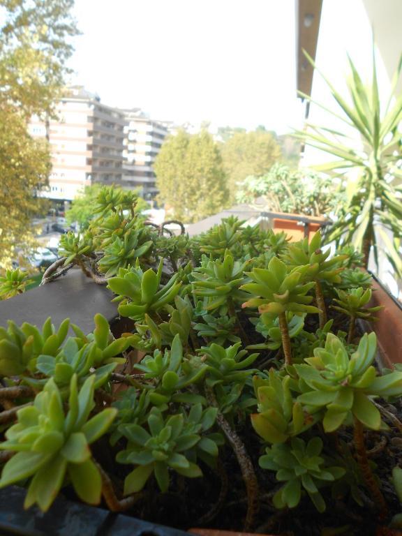 Acomodação com café da manhã  A Casa Chiecchi Roma