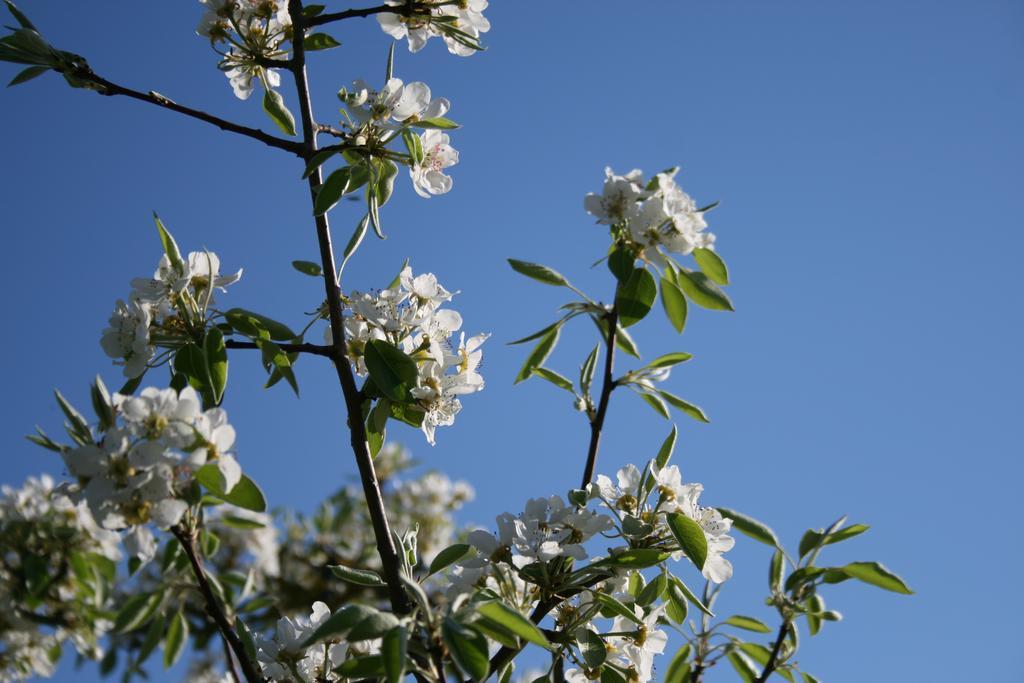 Il Giardino Di Gabri Bed & Breakfast Rome