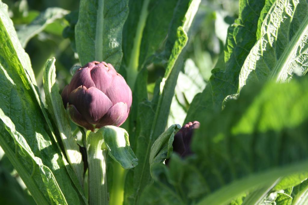 Bed & Breakfast Il Giardino Di Gabri