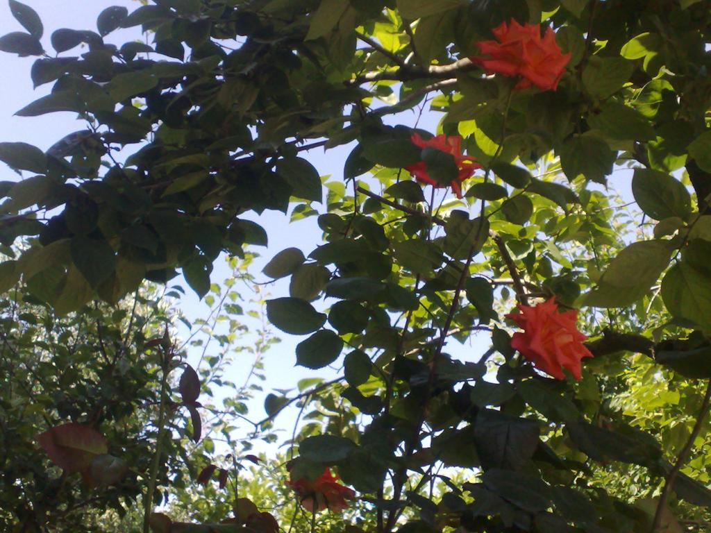 Bed & Breakfast Il Giardino Di Gabri *