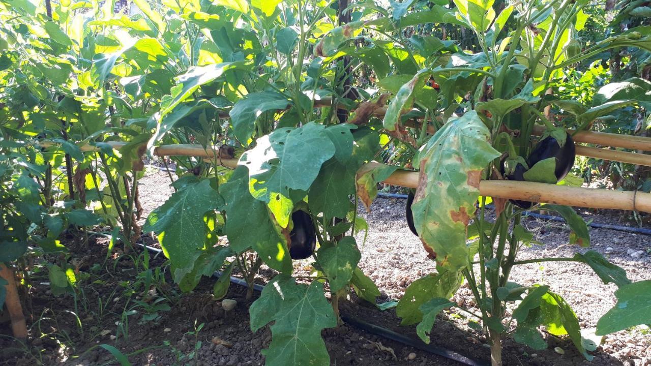 Bed & Breakfast Il Giardino Di Gabri Rome