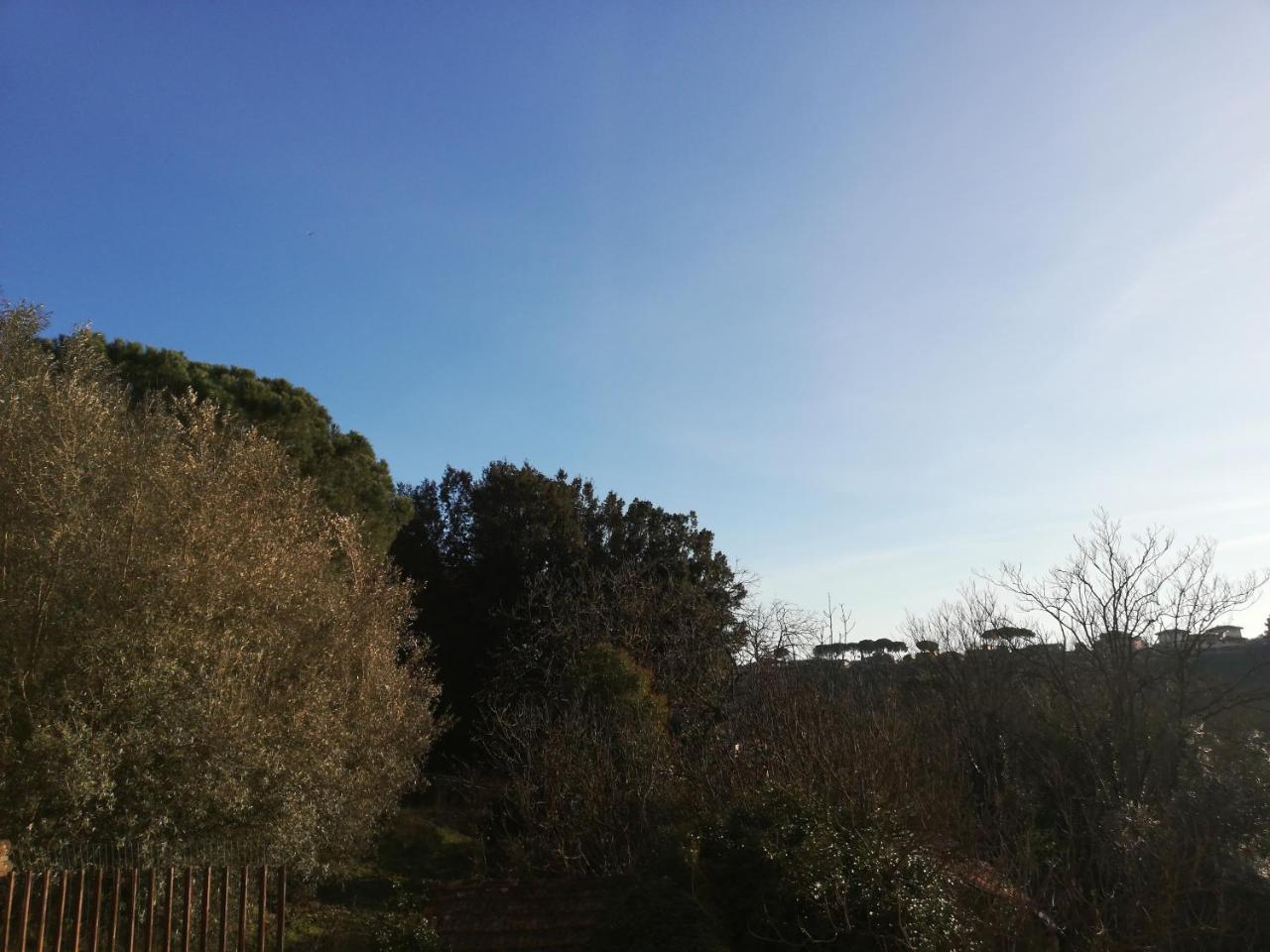 La Mimosa