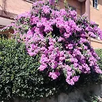 B&B Bouganville