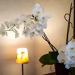 Alfonso Guest House
