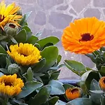 Flowery House
