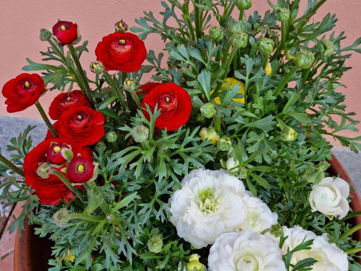 Bed & Breakfast Il Casale Nel Parco