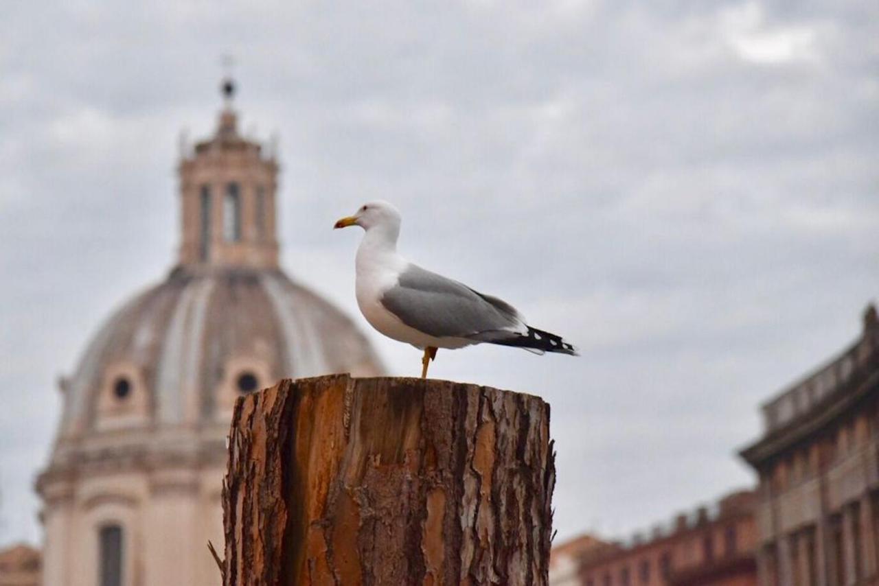 Cedro Apartamento Roma