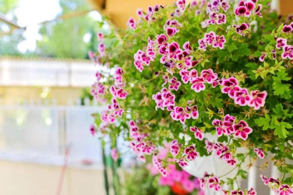 Dolci Sogni Romani Senza Scale O Barriere Holiday home Rome
