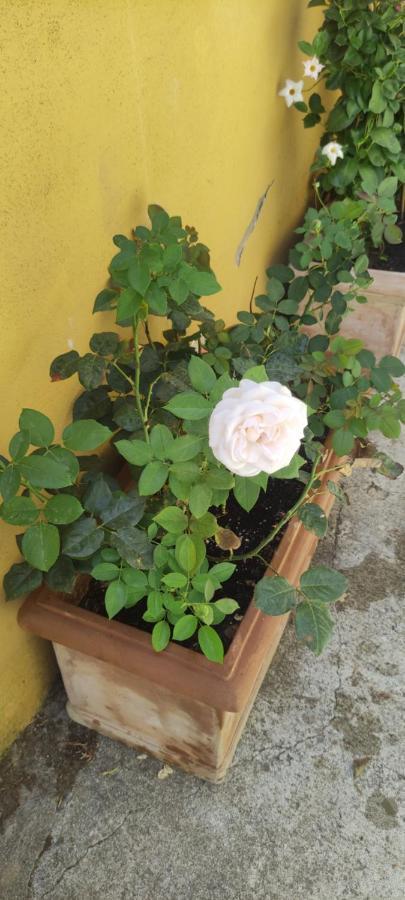 Apartment Elisa E Carla House Beautiful On The Cassia *