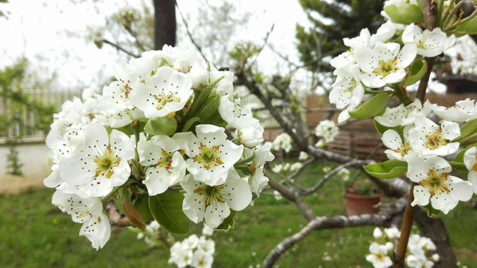 Ripe'S Forest Garden Guest House * Roma