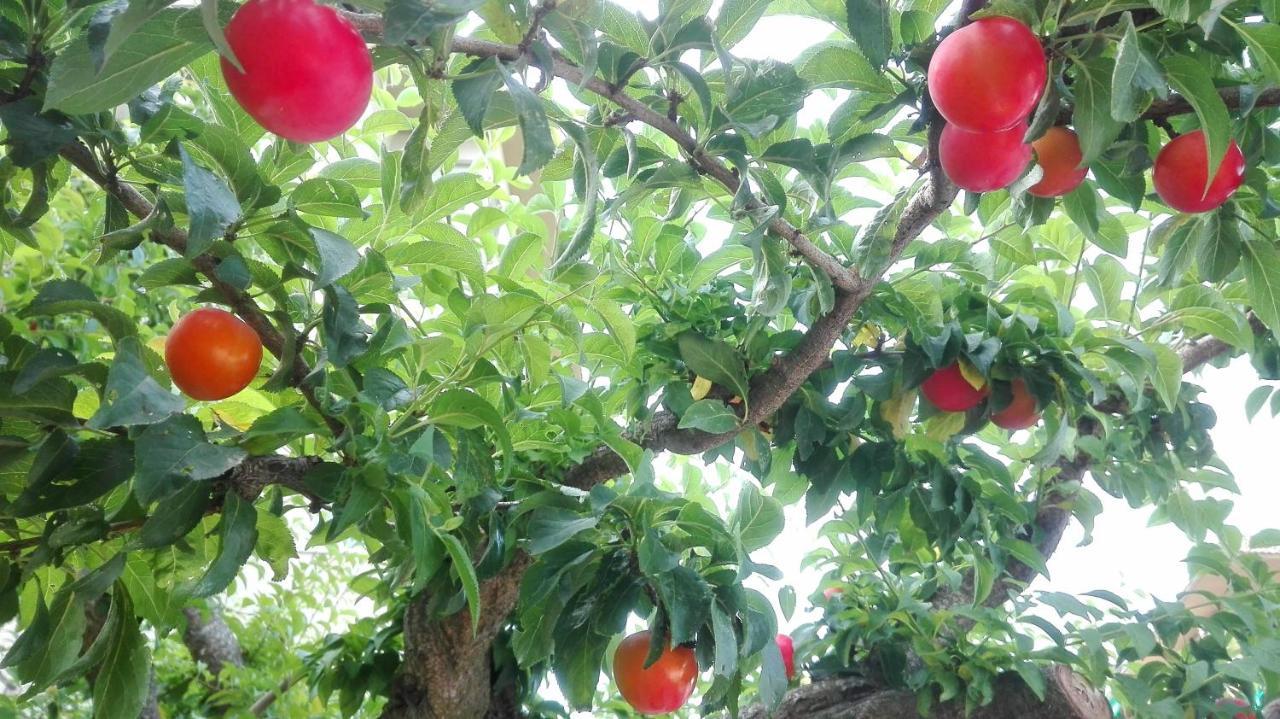 Ripe'S Forest Garden Guest House Roma