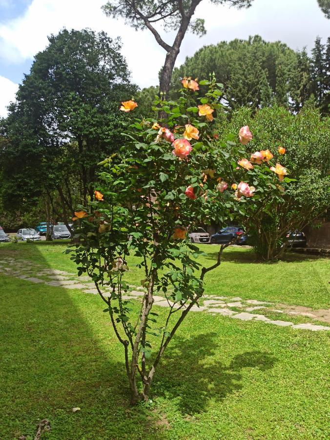 Aurelia Antica Terrace Free Pool And Parking *