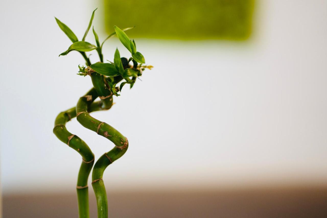 Plant House Eur Rom