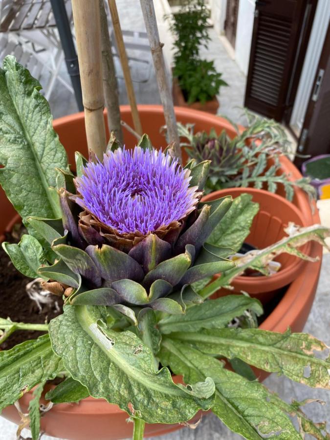 Officinale Apartment, Pineta Sacchetti *