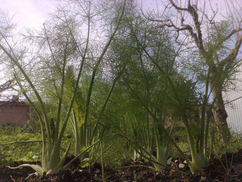 Alojamento de Acomodação e Pequeno-almoço Il Giardino Di Gabri