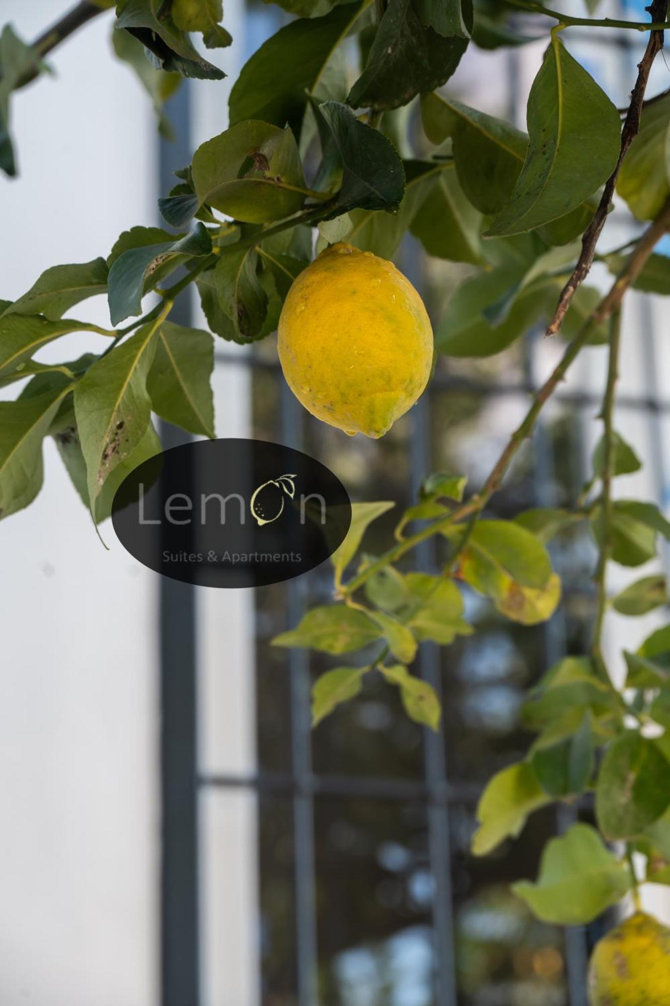 Lemon * Roma
