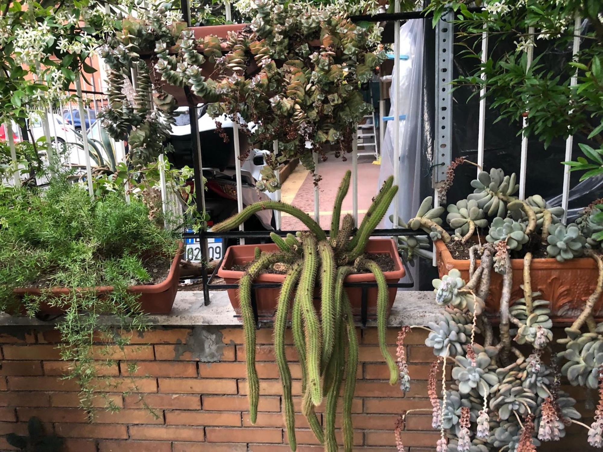 Lizartgarden Panoramic Roma