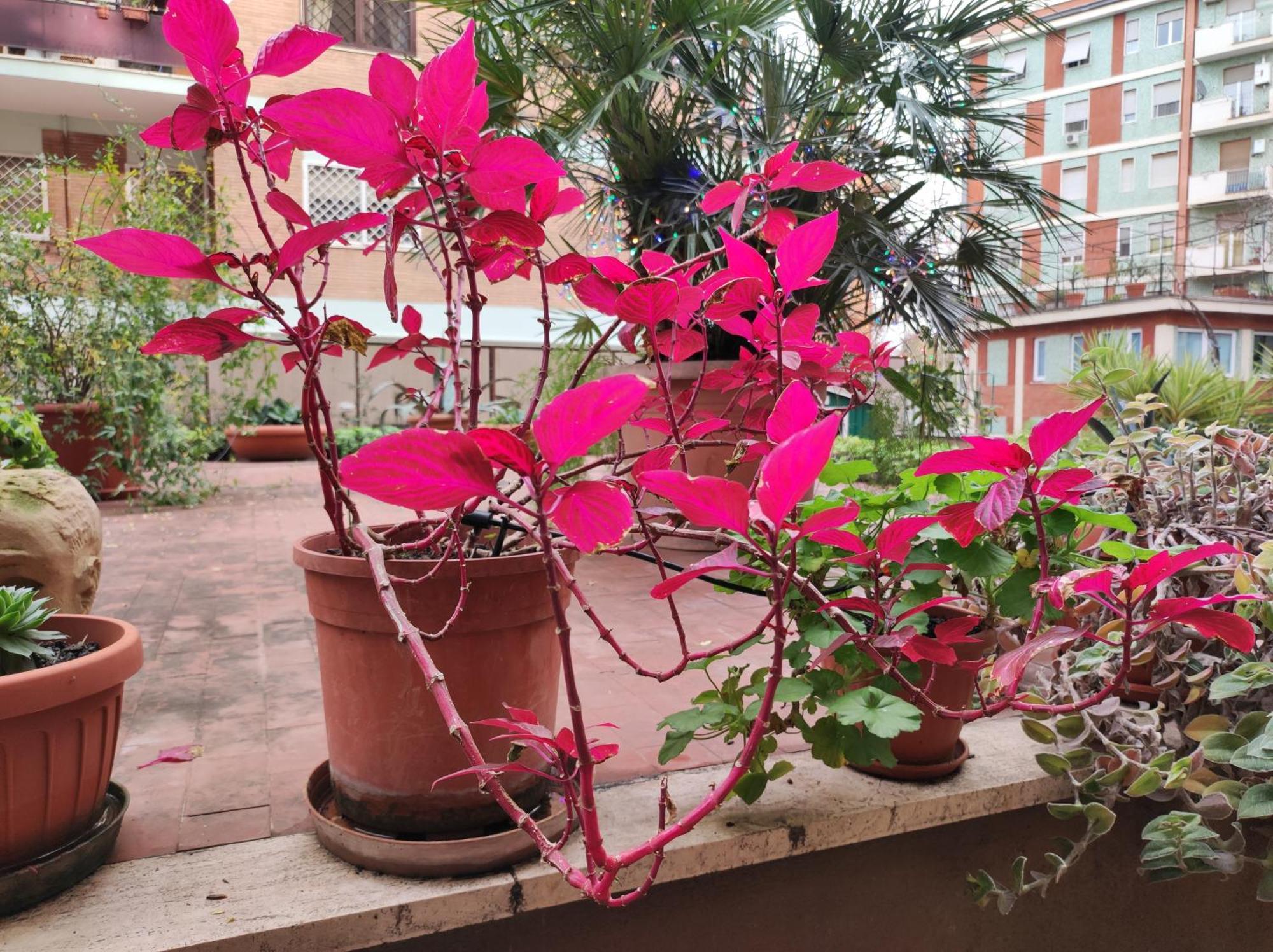 Apartamento Terrazza Di Ernesto
