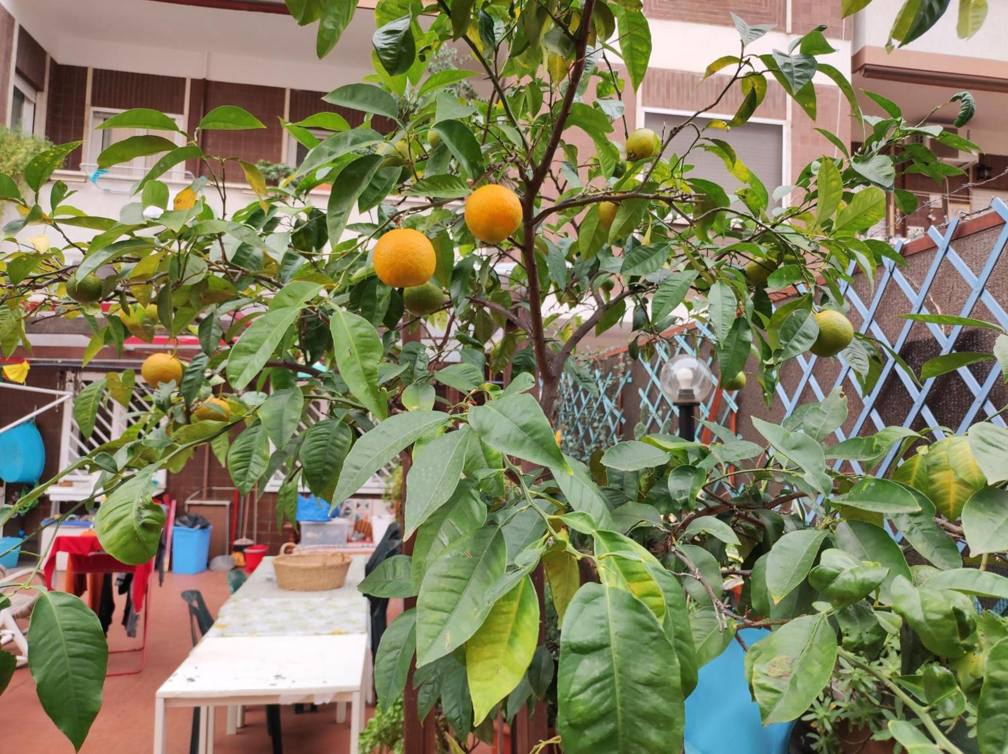 Apartamento Terrazza Di Ernesto Roma