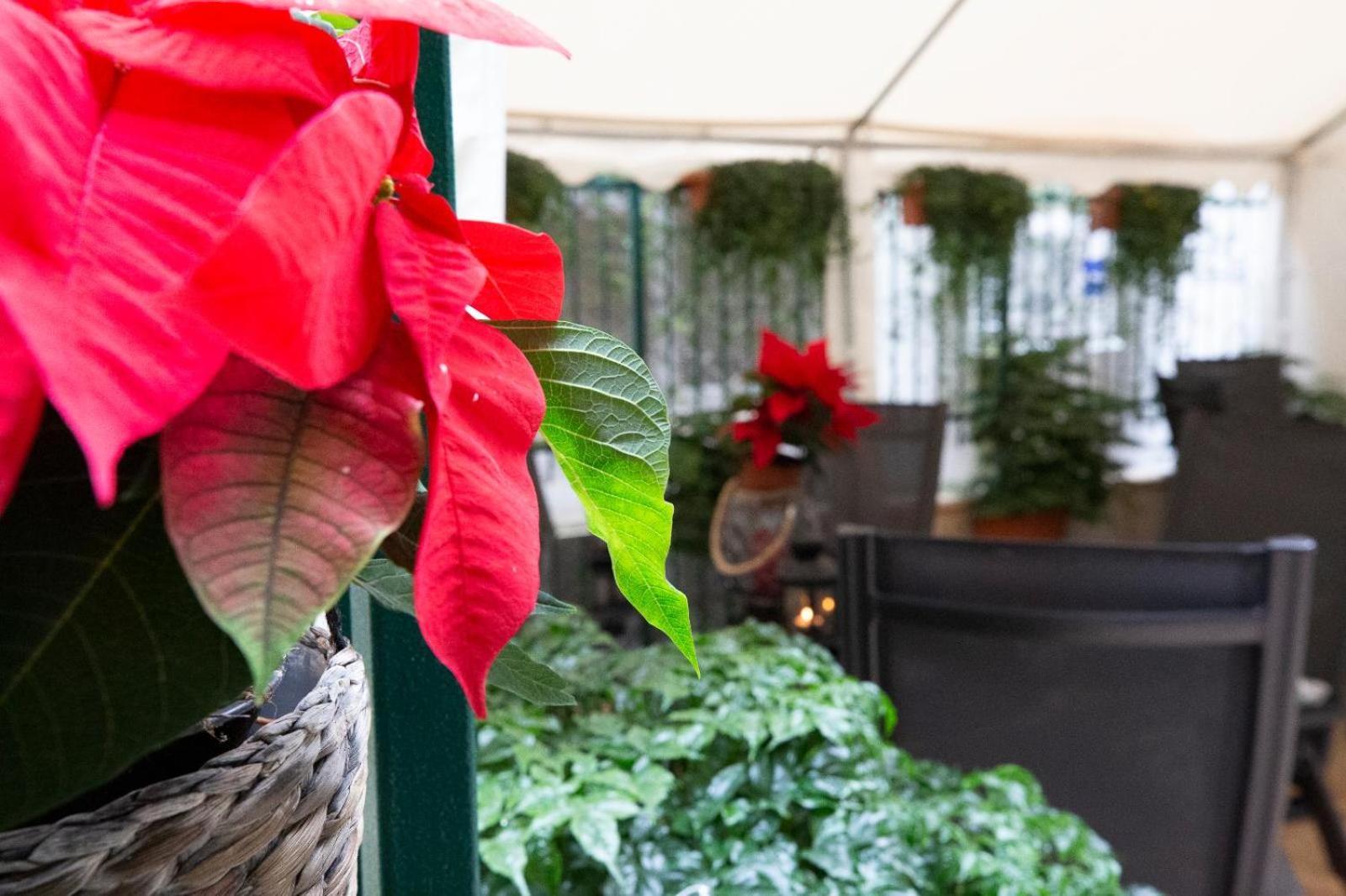 Gjestgiverier Flatinrome Trastevere Deluxe - Patio 3*