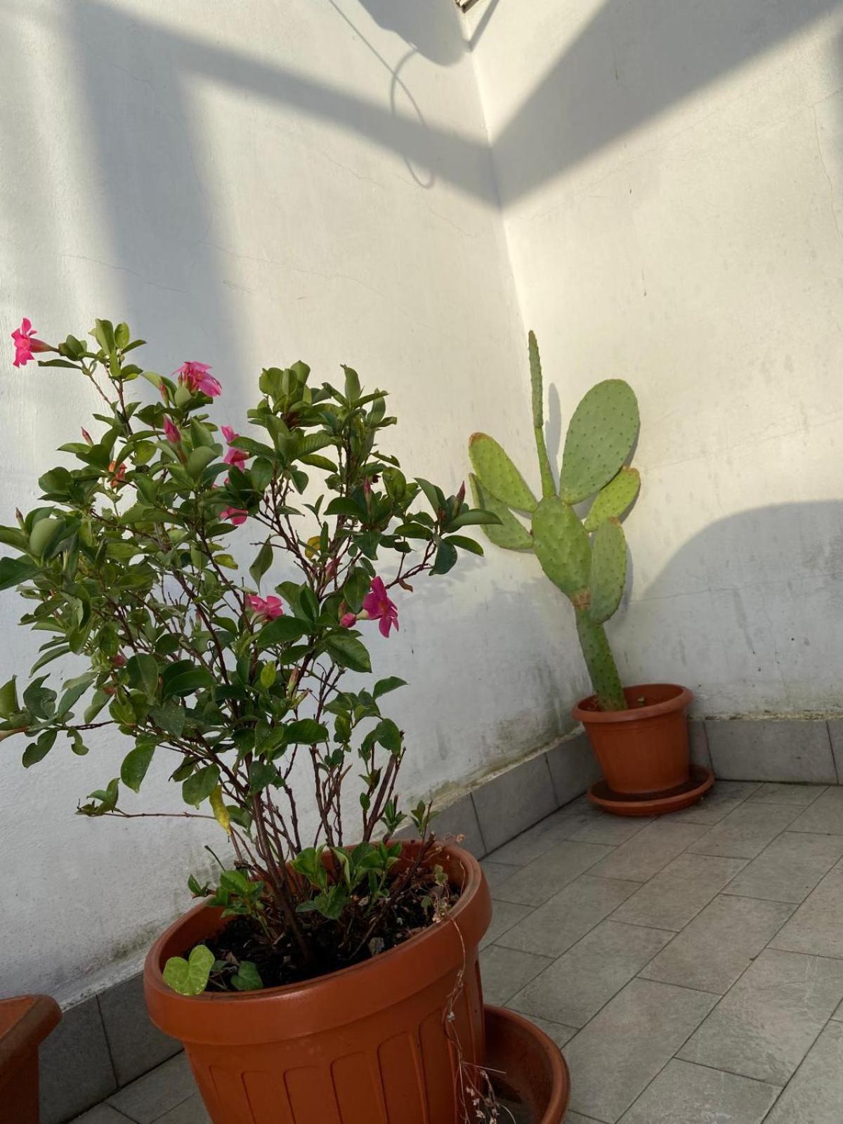 Piccolo Sogno Apartamento *