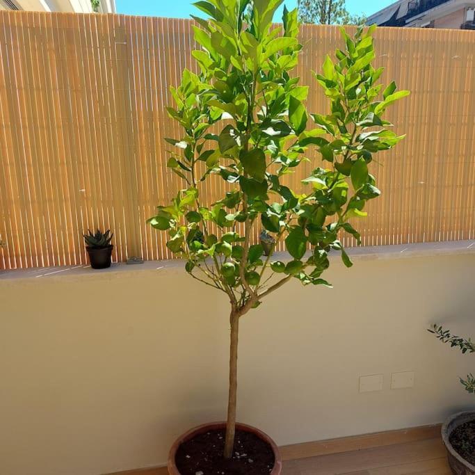 Monolocale Nuova Costruzione Con Giardino Appartamento Roma
