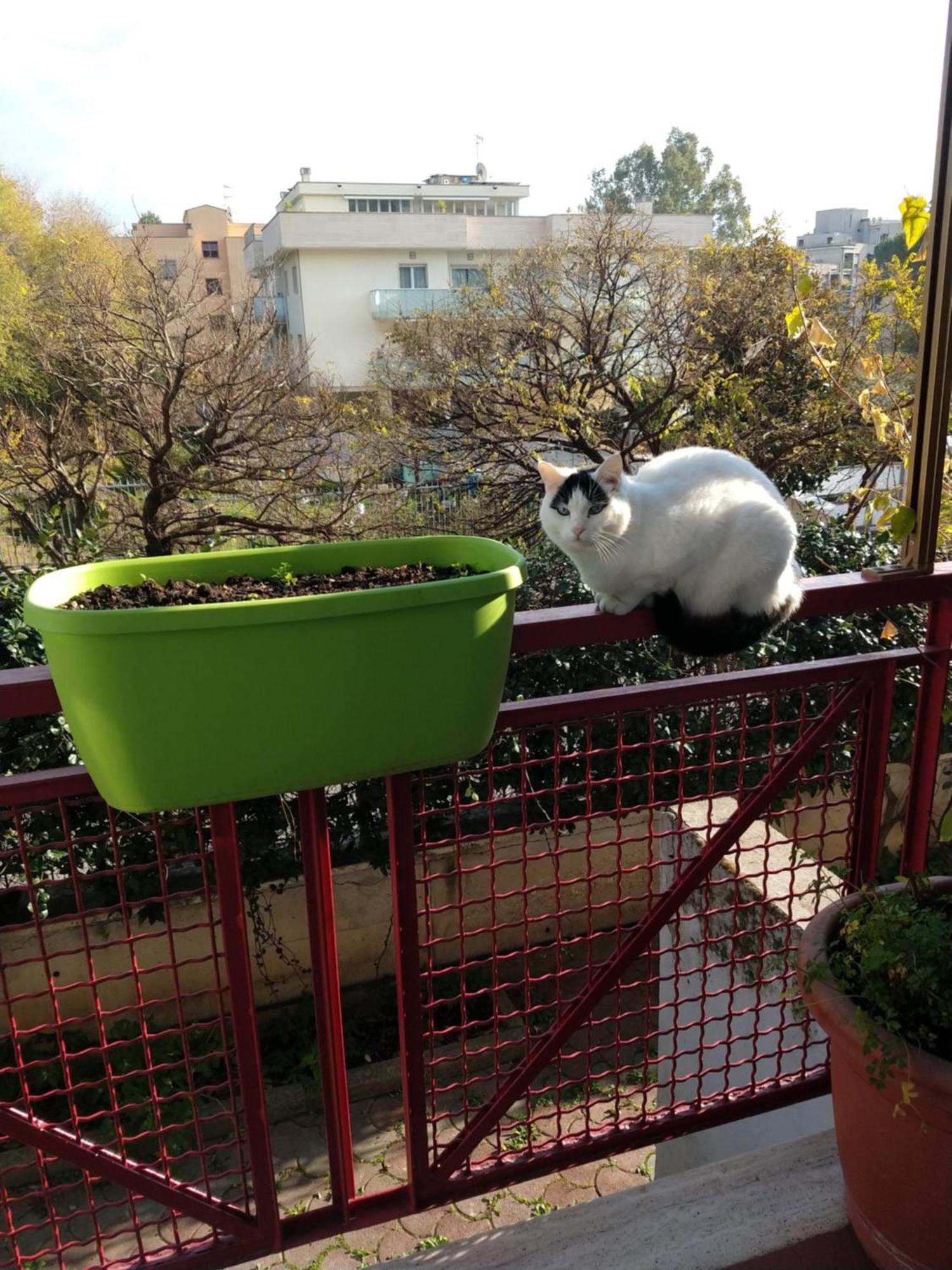 Intero Con Giardino E Parcheggio Apartamento Roma