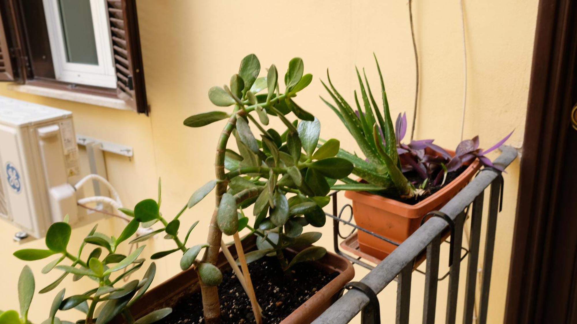 New! True-stevere Amazing Double Bed For 5 Pax * Roma
