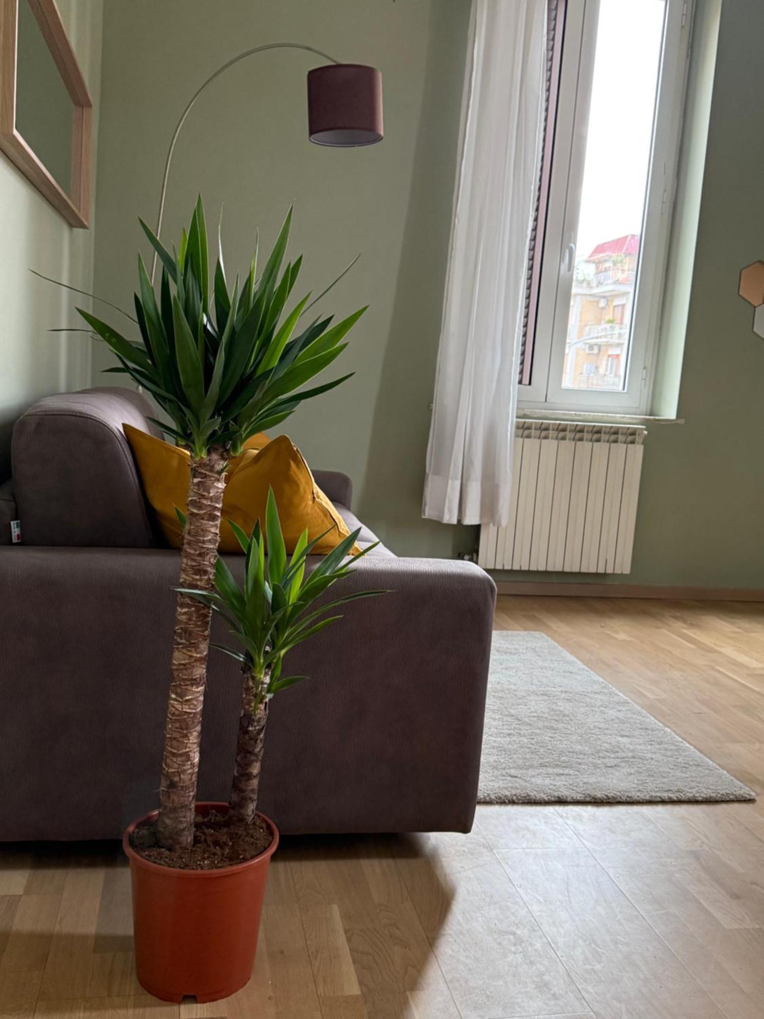 The Beauty House Casa vacanze Roma