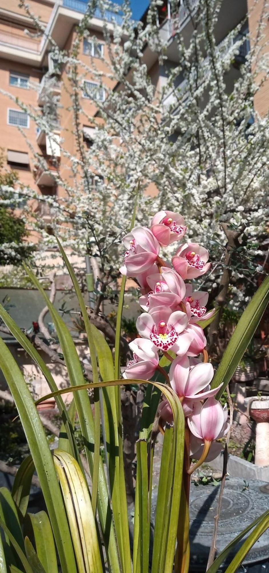 Apartamento Il Giardino Dell'eden 10 - Turistico Di Barbara C