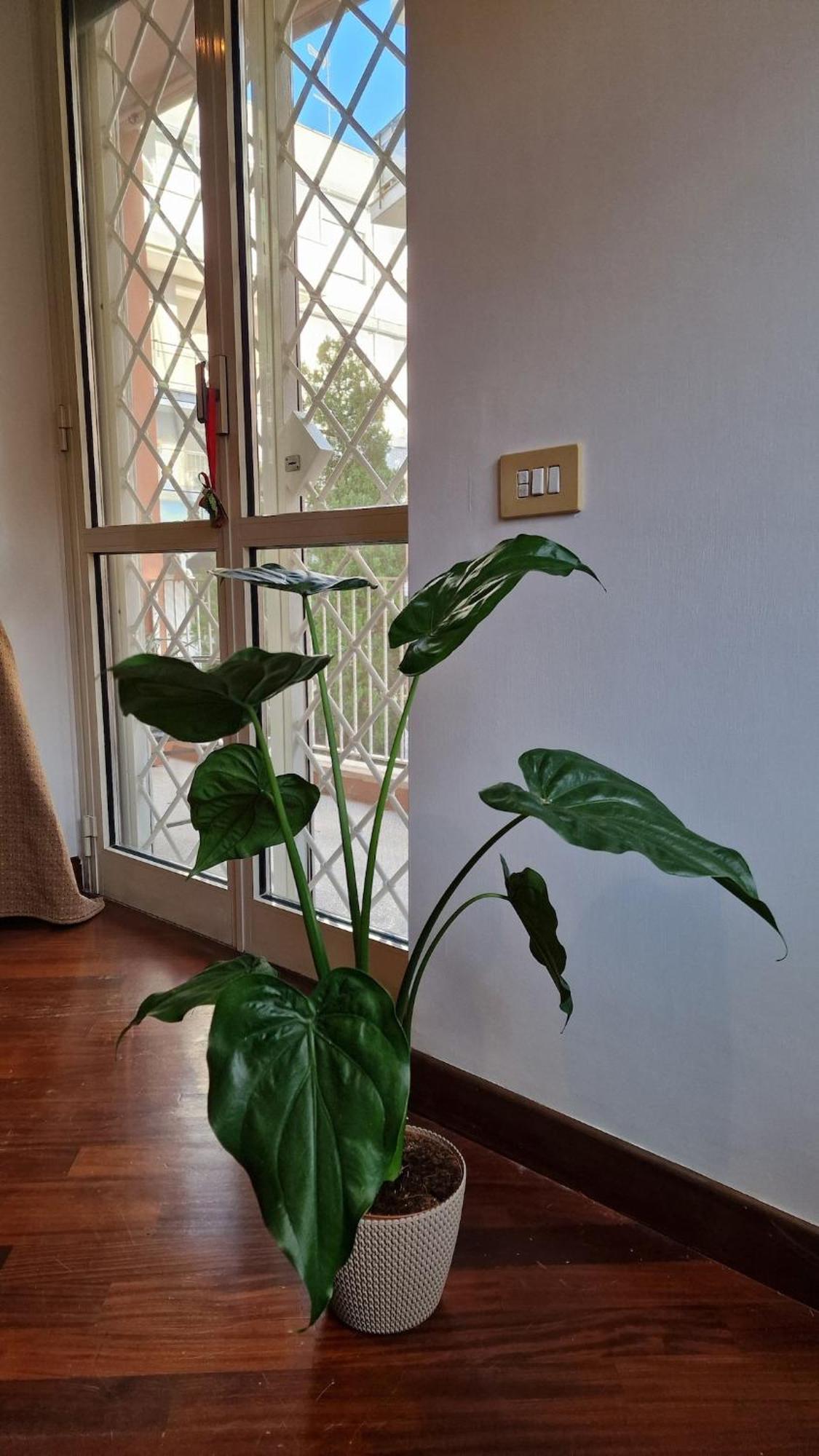 Peck House In Marconi San Paolo * Roma