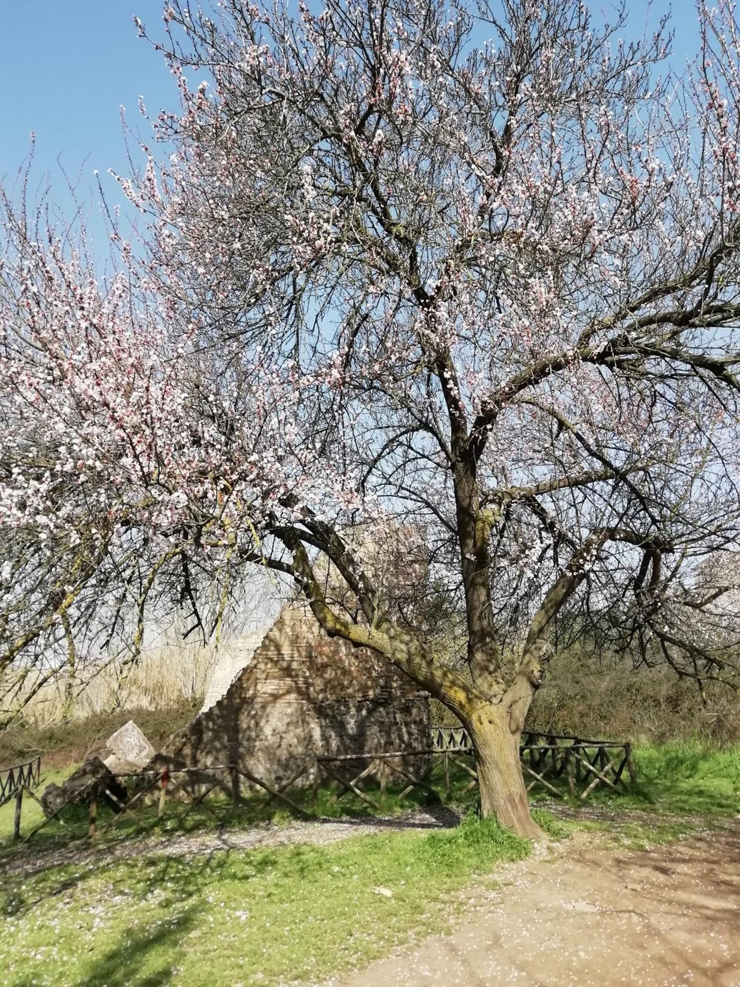 Gioia Di Roma