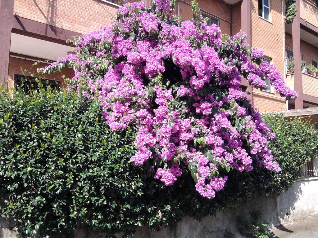 Bed & Breakfast Bouganville Roma