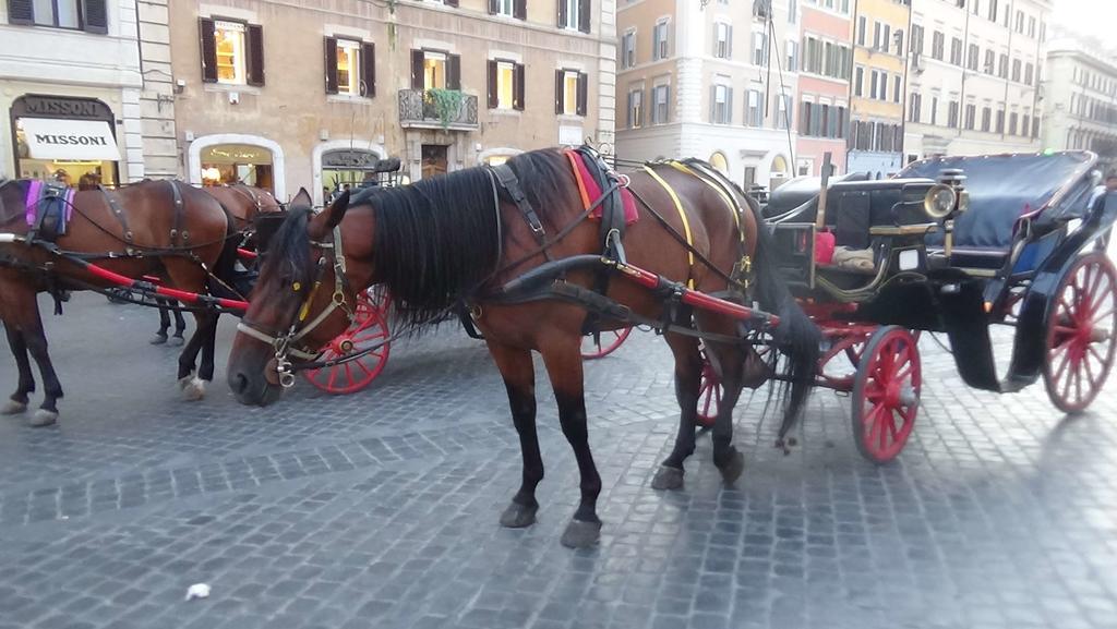 Bed and breakfast Adduci's House Roma