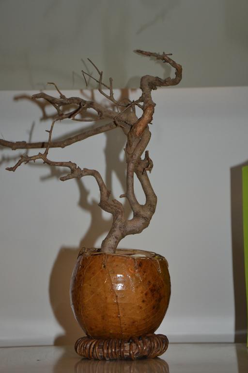 L'appartamento Di Bonelli Rom