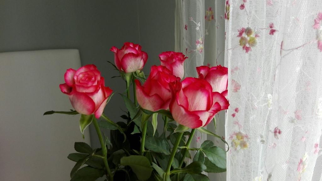 Villino Appio Bed and breakfast *