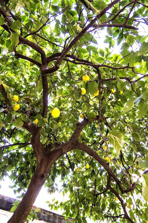 Il Limone A San Pietro * Roma
