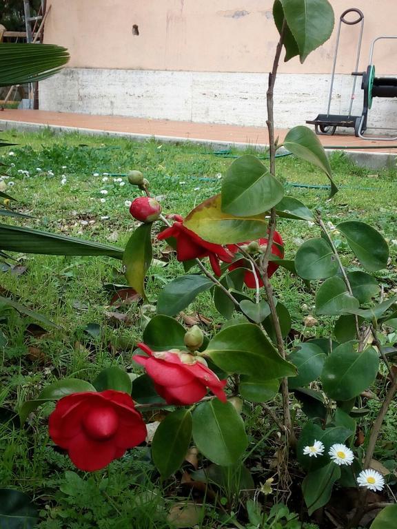 Bed and breakfast Villino Appio *
