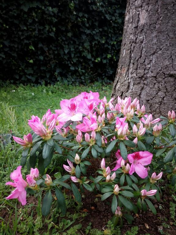 Bed and breakfast Villino Appio *