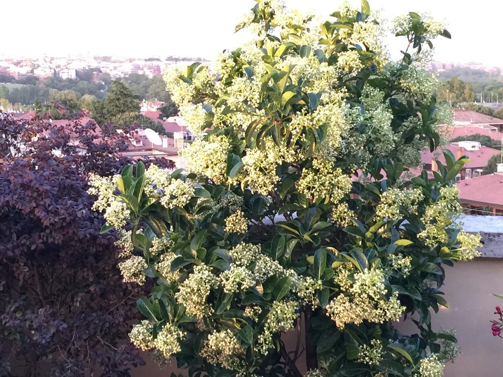 Terrazza Fiorita Roma