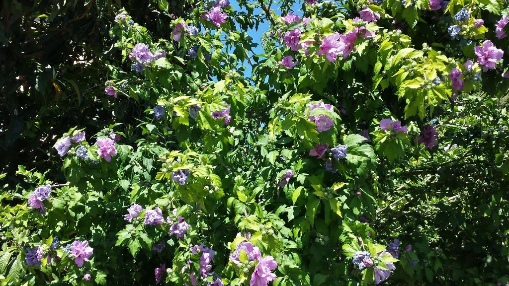 Alojamento de Acomodação e Pequeno-almoço Il Giardino Di Gabri