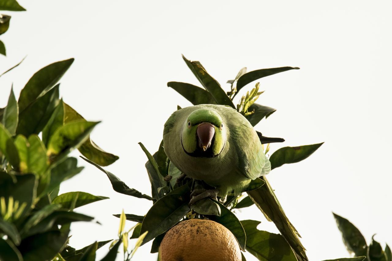 Alojamento de Acomodação e Pequeno-almoço Abbraccia Morfeo 3*