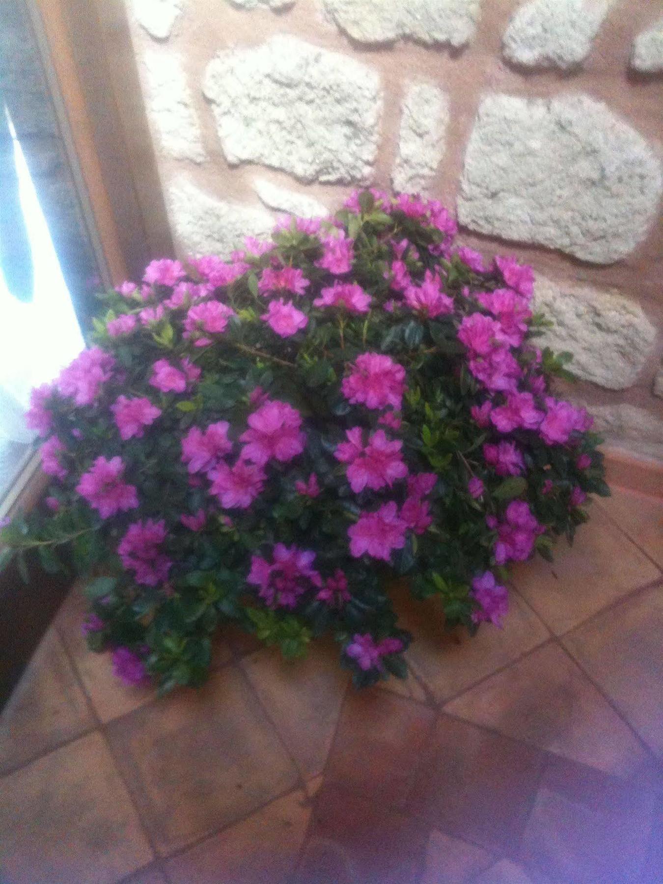 Simonetta Ai Musei Vaticani Bed & Breakfast 2*