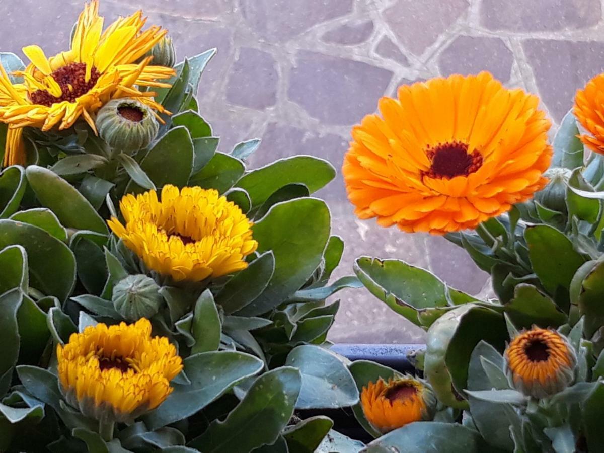Apartamento Flowery House
