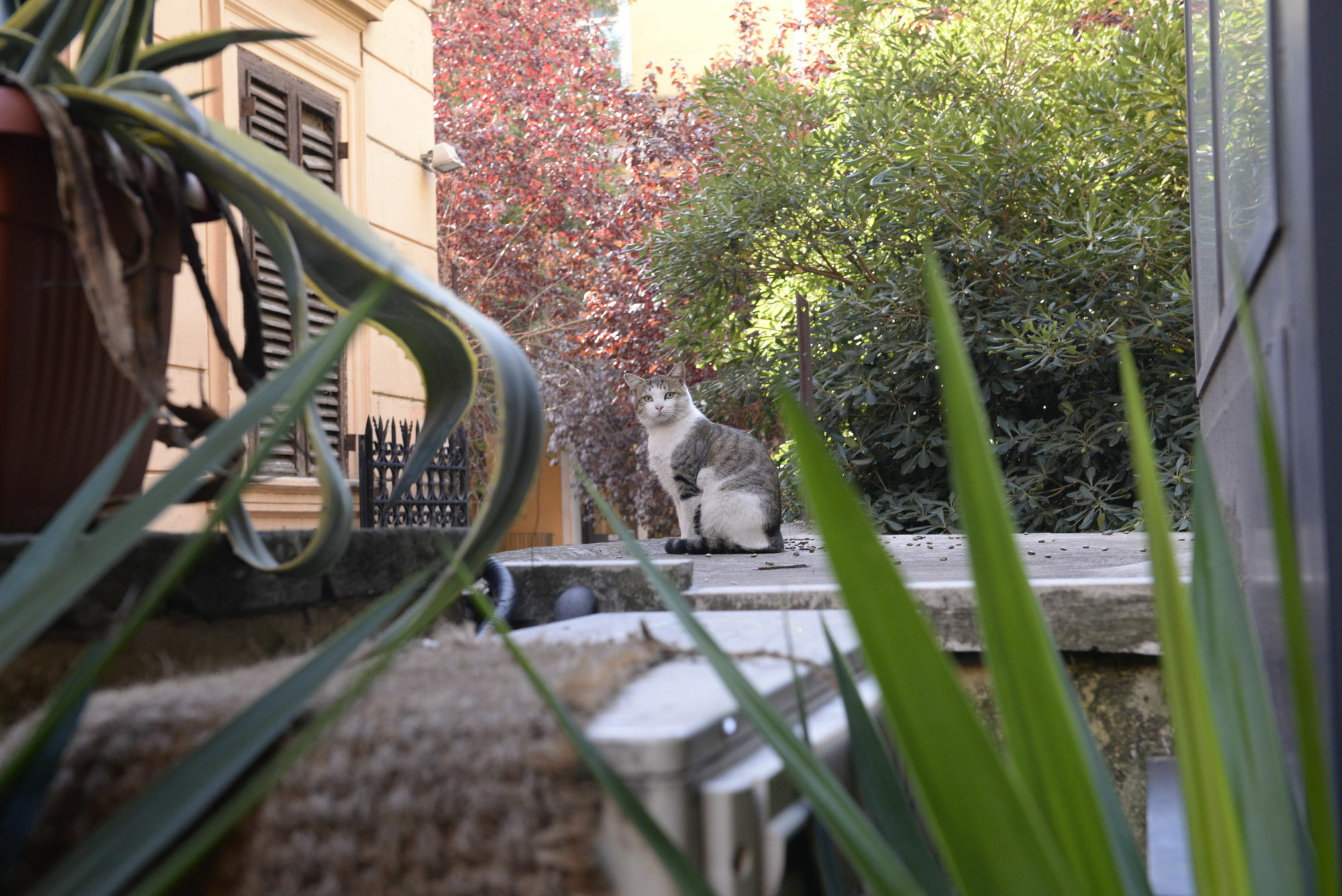 Royal Roma