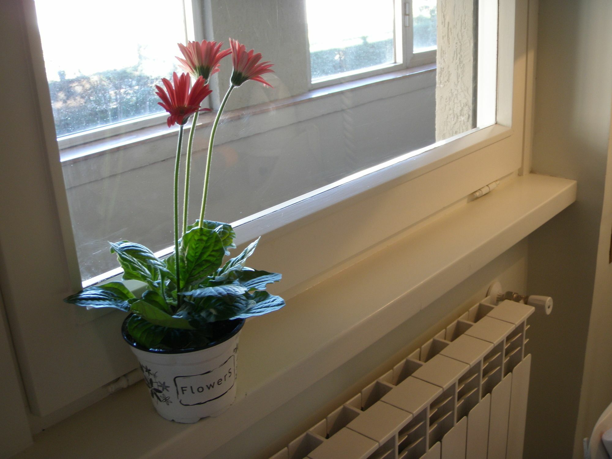 Eurgardenie Bed & Breakfast Roma