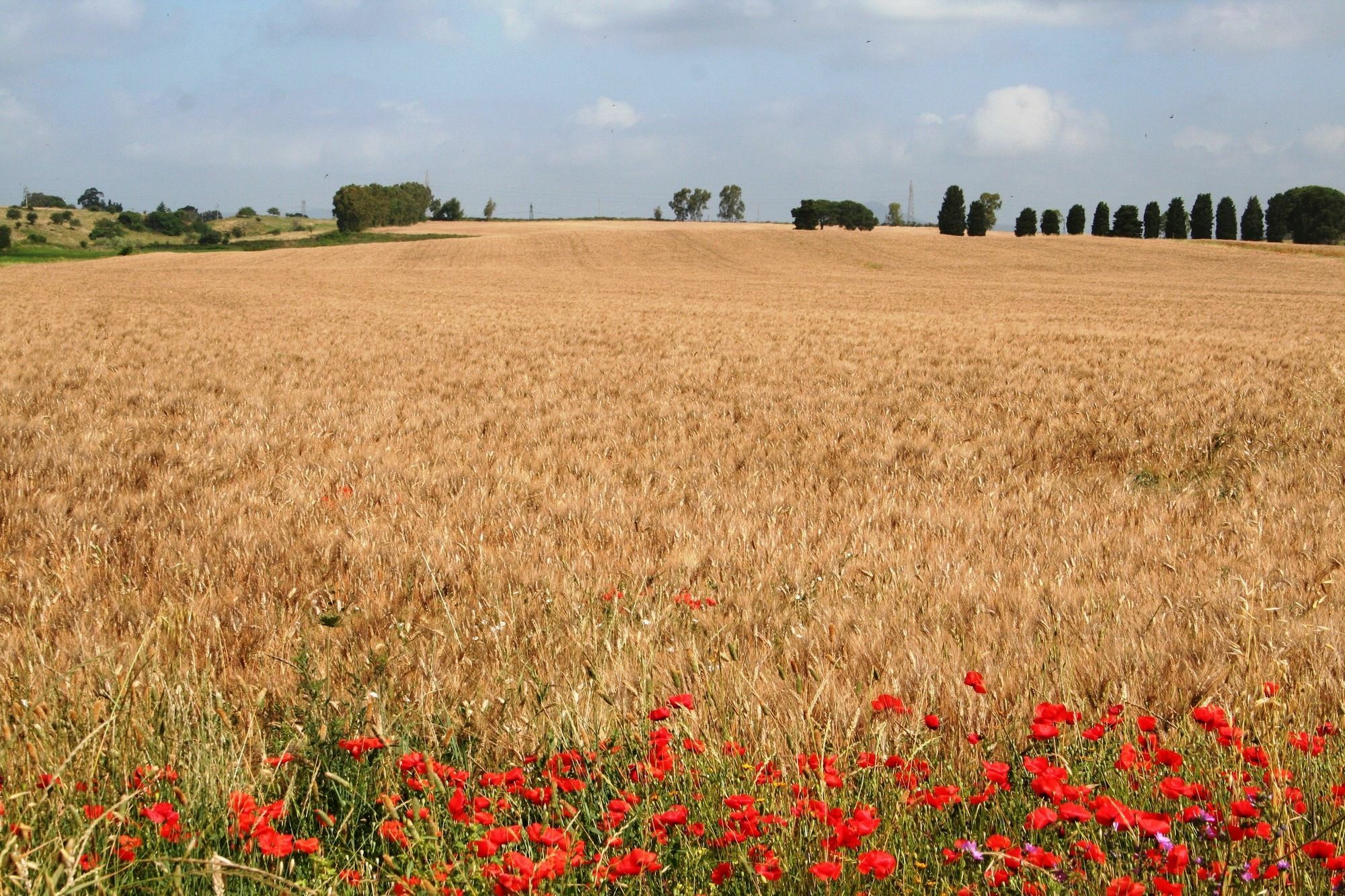 Riserva Dell'olmo Roma