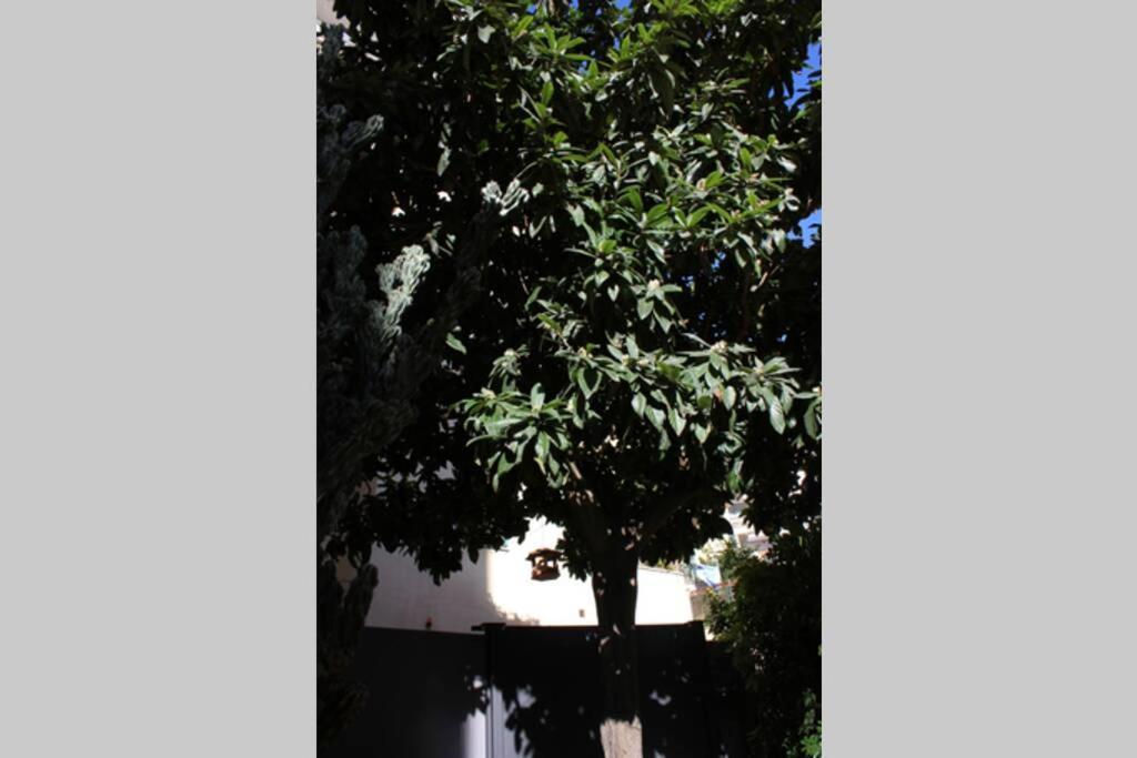Loquat House Nel Giardino Segreto In Zona Vaticano * Roma