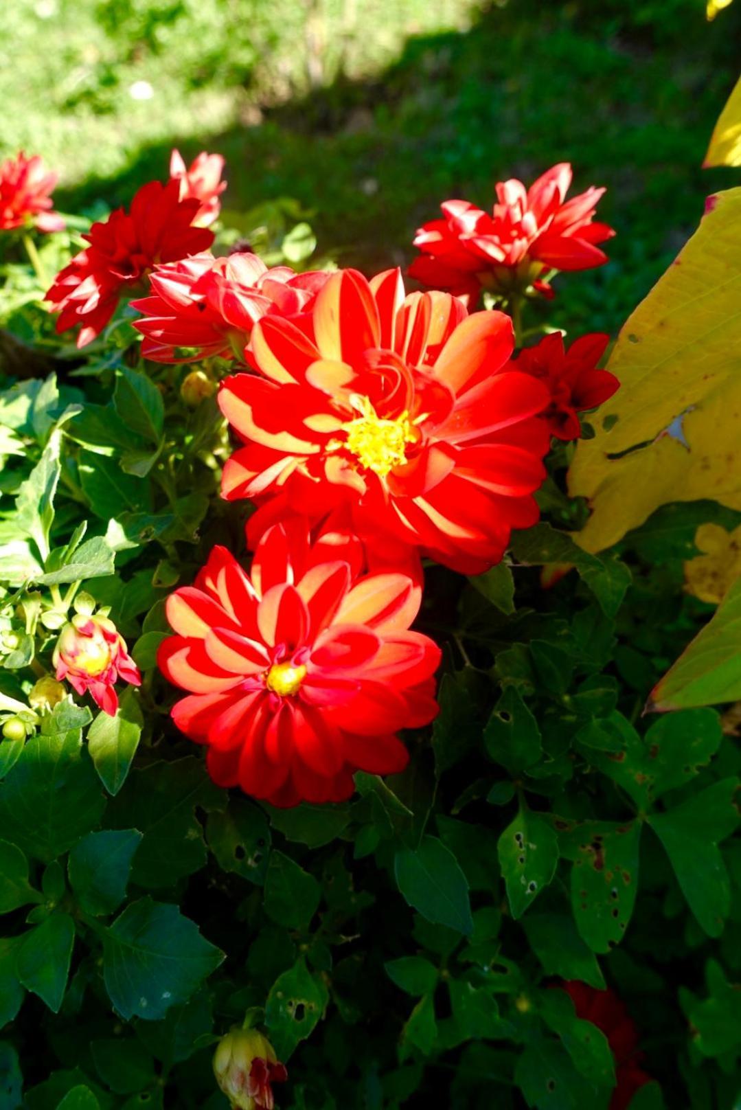 The Flower House Bed and breakfast *